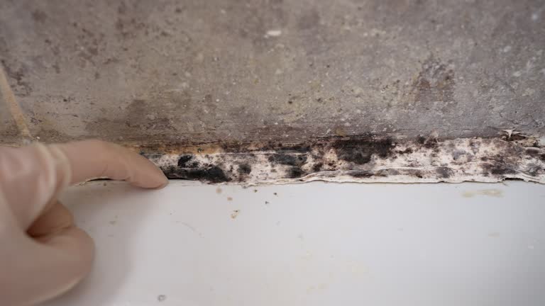 Best Mold Documentation for Insurance Claims  in Macarthur, WV